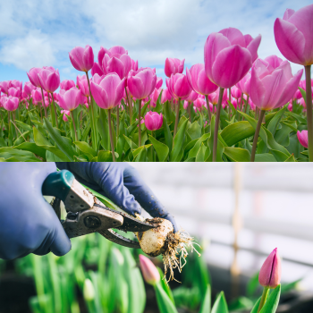 plantation tulipes